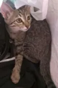 Mônica