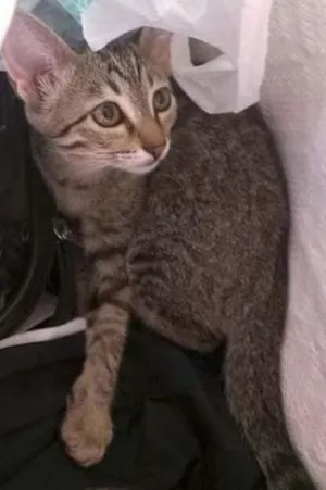 Gato raça SRD idade 2 a 6 meses nome Mônica