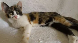 Gato raça SRD idade 2 a 6 meses nome Sara