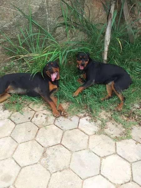 Cachorro ra a Rottweiler idade 1 ano nome Mel e Gigante