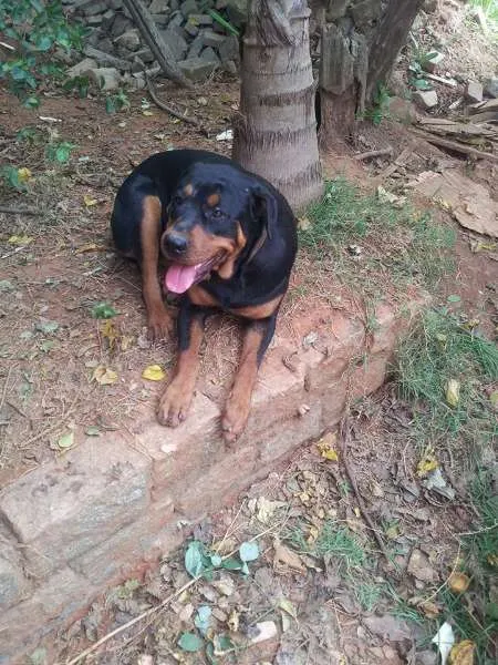 Cachorro ra a Rottweiler idade 1 ano nome Mel e Gigante