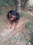 Mel e Gigante