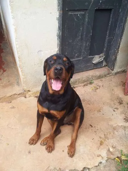 Cachorro ra a Rottweiler idade 1 ano nome Mel e Gigante