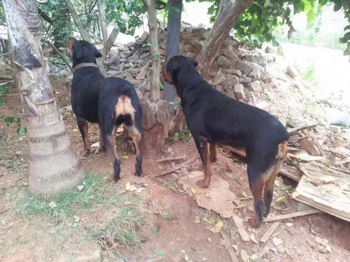Cachorro ra a Rottweiler idade 1 ano nome Mel e Gigante