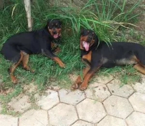 Cachorro raça Rottweiler idade 1 ano nome Mel e Gigante