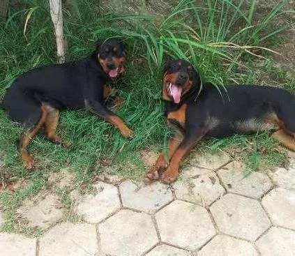 Cachorro ra a Rottweiler idade 1 ano nome Mel e Gigante