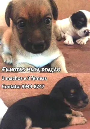 Cachorro raça Srd idade  nome Lindos filhotes