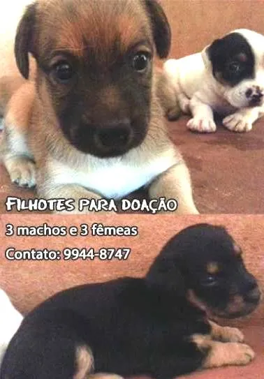 Cachorro ra a Srd idade  nome Lindos filhotes