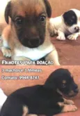 Lindos filhotes