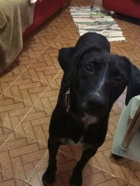 Cachorro raça SRD idade 4 anos nome Negão