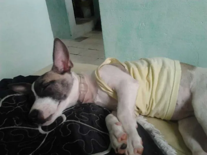 Cachorro raça Não sei idade 7 a 11 meses nome Ayla