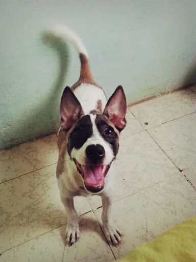 Cachorro raça Não sei idade 7 a 11 meses nome Ayla