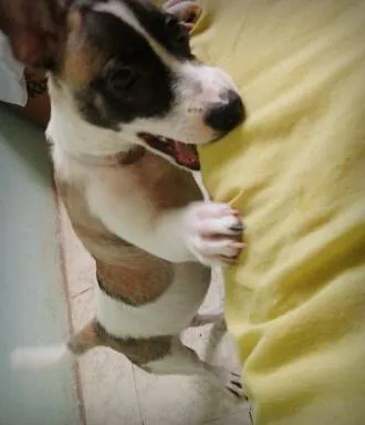 Cachorro raça Não sei idade 7 a 11 meses nome Ayla