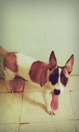 Cachorro raça Não sei idade 7 a 11 meses nome Ayla