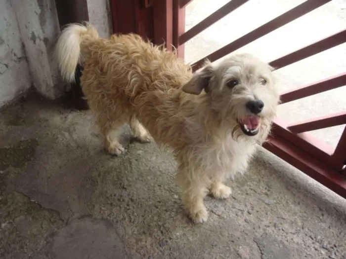 Cachorro ra a SRD idade 4 anos nome Dentinho