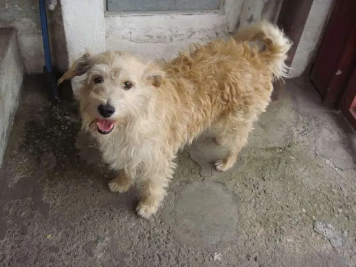 Cachorro ra a SRD idade 4 anos nome Dentinho