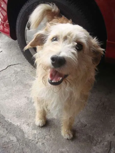 Cachorro ra a SRD idade 4 anos nome Dentinho