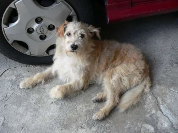 Cachorro ra a SRD idade 4 anos nome Dentinho