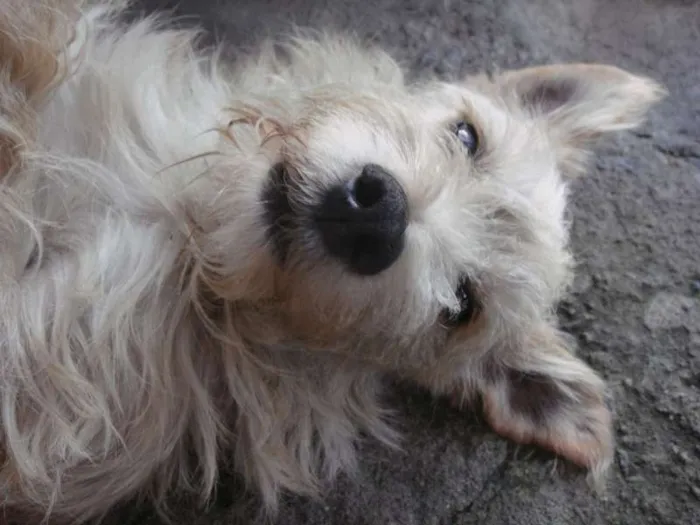 Cachorro ra a SRD idade 4 anos nome Dentinho