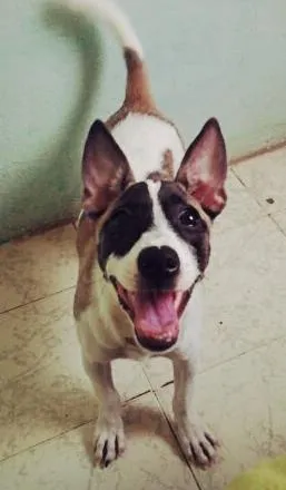 Cachorro raça Não sei idade 7 a 11 meses nome Ayla