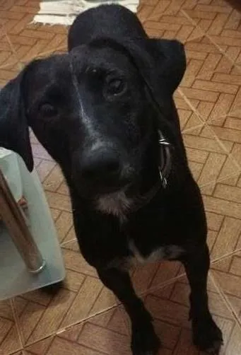Cachorro raça SRD idade 4 anos nome Negão
