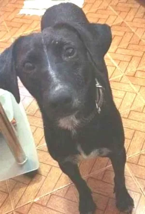 Cachorro raça SRD idade 4 anos nome Negão