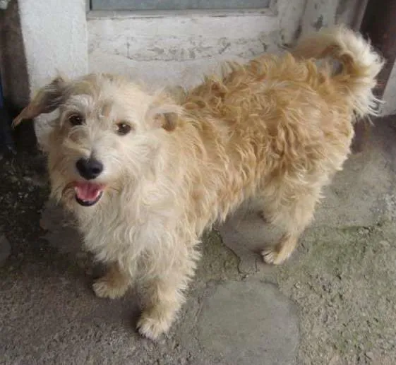 Cachorro ra a SRD idade 4 anos nome Dentinho