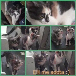 Gato raça  idade 2 a 6 meses nome Anjinhas
