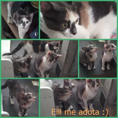Gato ra a  idade 2 a 6 meses nome Anjinhas
