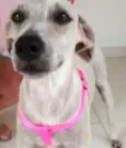 Princesa