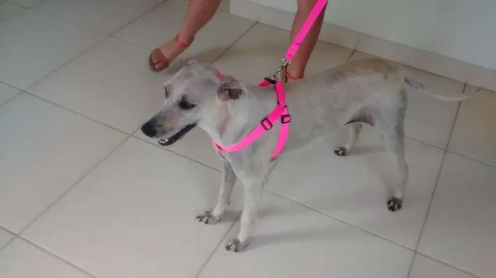 Cachorro ra a SRD idade 4 anos nome Princesa