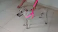 Princesa