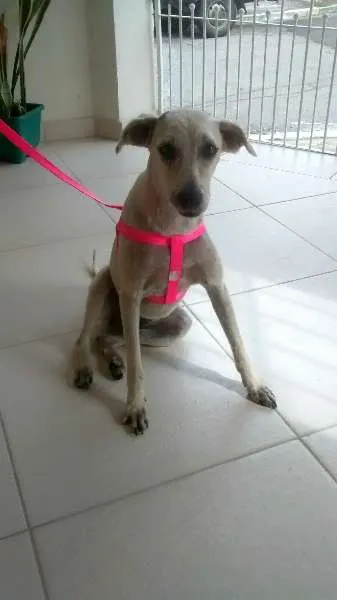 Cachorro ra a SRD idade 4 anos nome Princesa