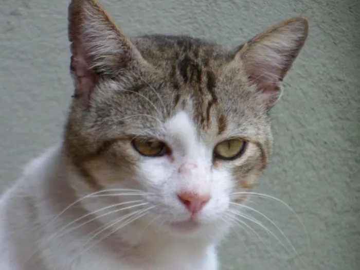 Gato raça SRD idade 3 anos nome CHIQUINHO E MEL