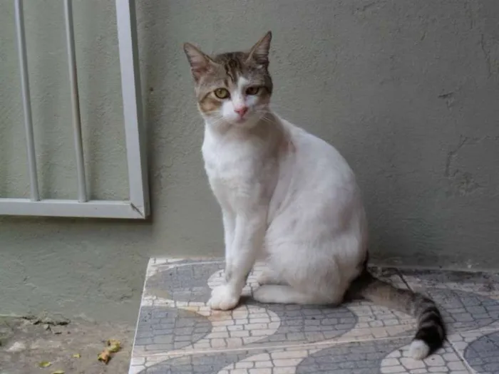 Gato raça SRD idade 3 anos nome CHIQUINHO E MEL