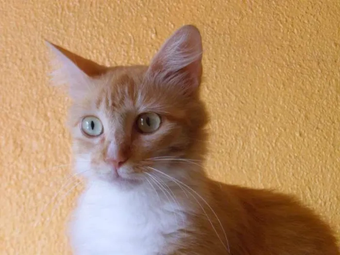 Gato raça SRD idade 3 anos nome CHIQUINHO E MEL