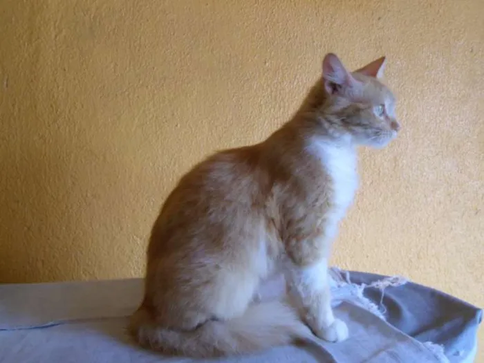 Gato raça SRD idade 3 anos nome CHIQUINHO E MEL