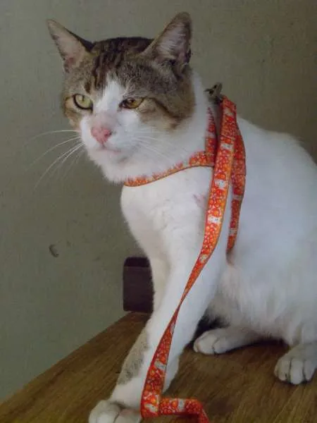 Gato raça SRD idade 3 anos nome CHIQUINHO E MEL