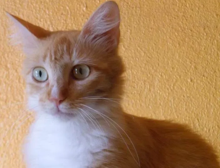 Gato raça SRD idade 3 anos nome CHIQUINHO E MEL