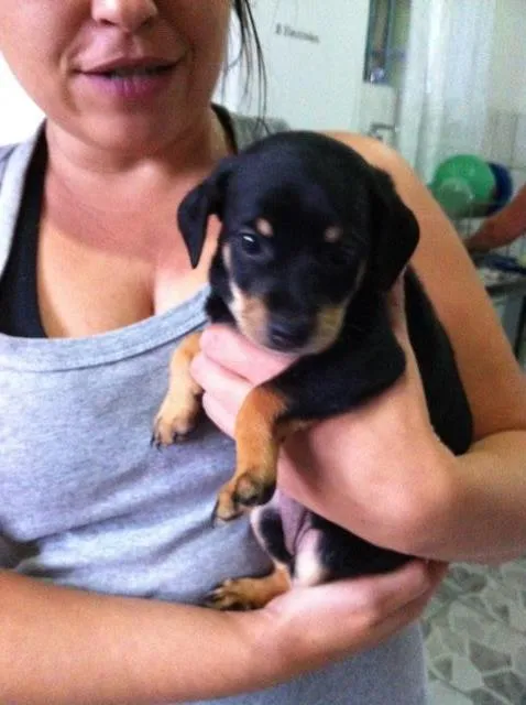 Cachorro ra a Sem Raça Definida idade Abaixo de 2 meses nome 3 Fêmeas (+ou- 45 d
