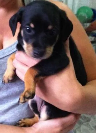 Cachorro ra a Sem Raça Definida idade Abaixo de 2 meses nome 3 Fêmeas (+ou- 45 d