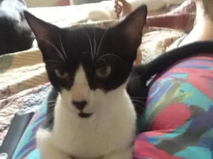Gato raça Srd felino idade 2 a 6 meses nome Vasco