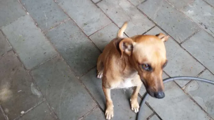Cachorro ra a srd idade 1 ano nome NAO SEI
