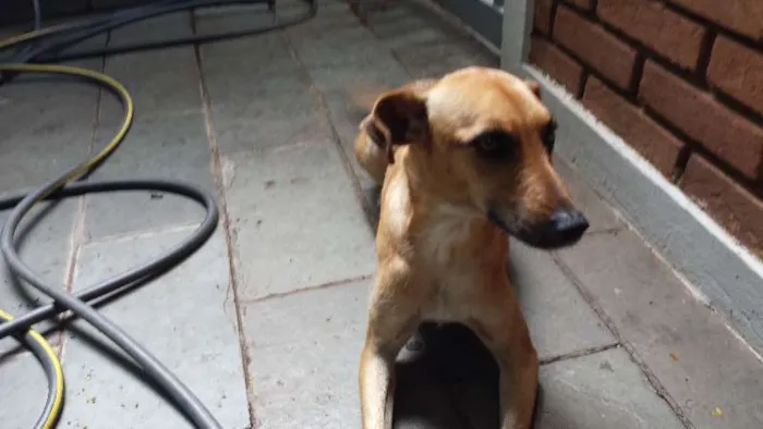 Cachorro ra a srd idade 1 ano nome NAO SEI