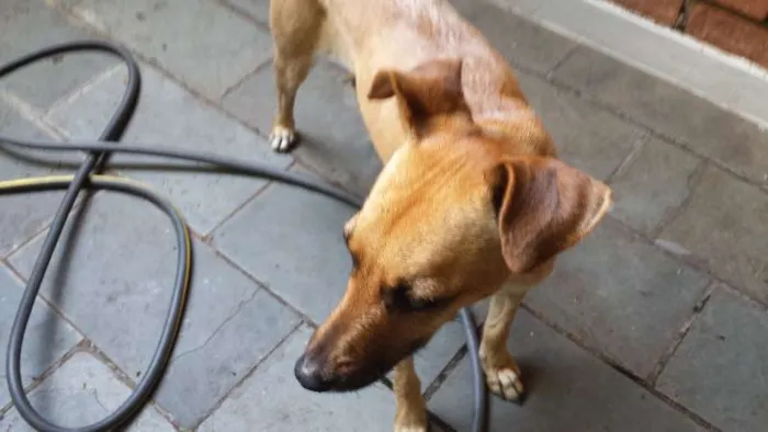 Cachorro ra a srd idade 1 ano nome NAO SEI