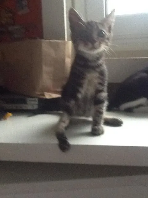 Gato raça Srd idade 2 a 6 meses nome Theo