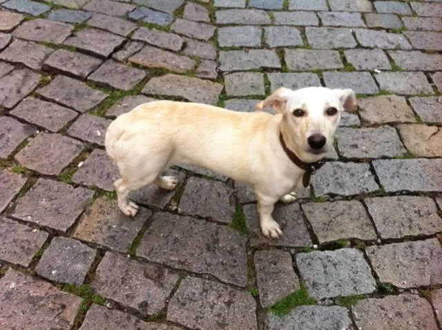 Cachorro ra a  idade 7 a 11 meses nome Mel