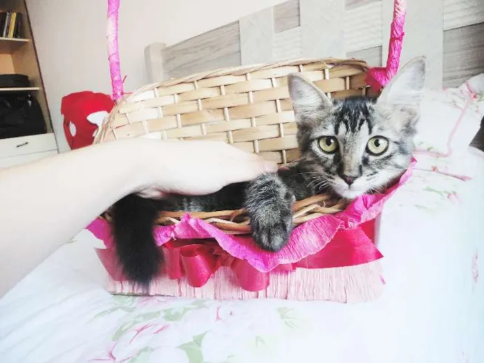 Gato ra a SRD idade 2 a 6 meses nome Sansão