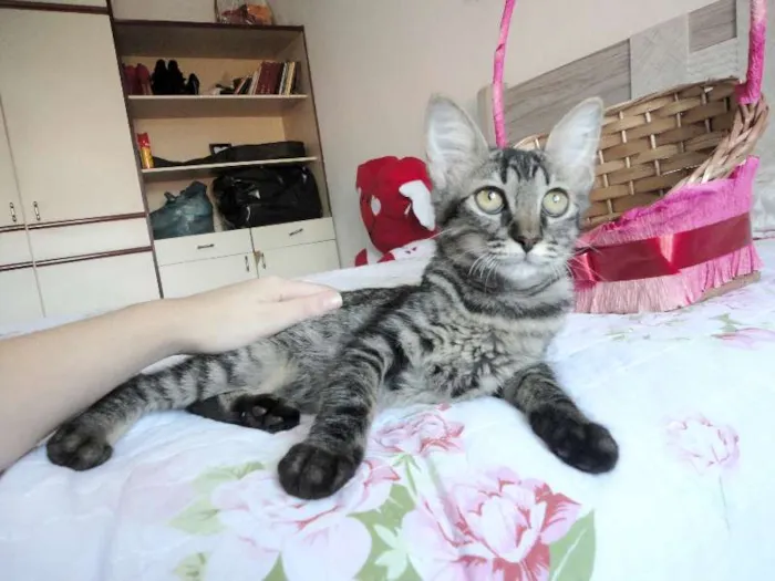 Gato ra a SRD idade 2 a 6 meses nome Sansão