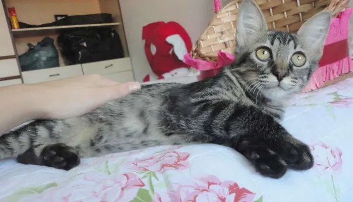 Gato ra a SRD idade 2 a 6 meses nome Sansão